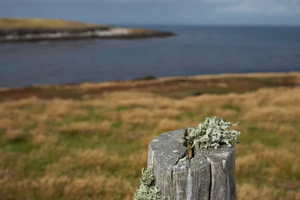 Poteau de clôture sur Bleaker Island — Photo