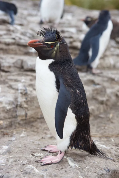 Pingüino rockhopper — Foto de Stock
