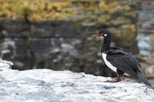 Rock Shag. — Foto de Stock