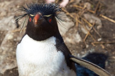 Rockhopper Penguin clipart