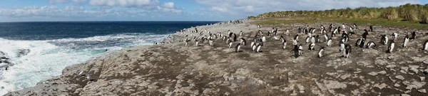 Colônia Pinguim Rockhopper — Fotografia de Stock