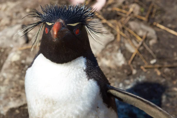 ร็อคฮอปเปอร์ เพนกวิน — ภาพถ่ายสต็อก