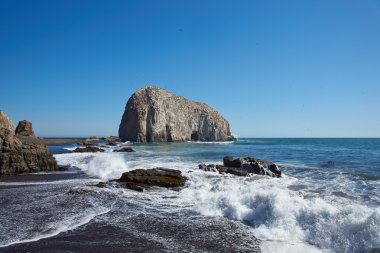 Şili sahil üzerinde Seabird kolonileri