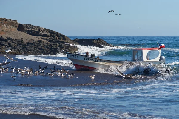 Fishing Boat Coming Ashore — Stock Photo, Image