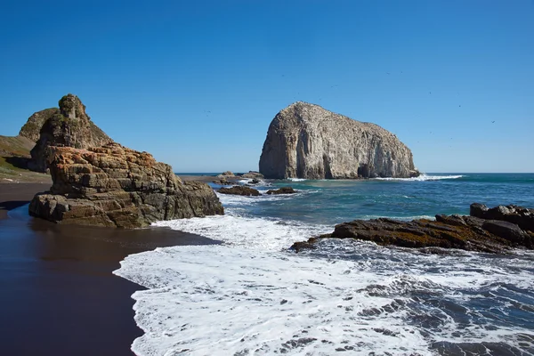 Seabird Colonies on the Coast of Chile — Stock Photo, Image