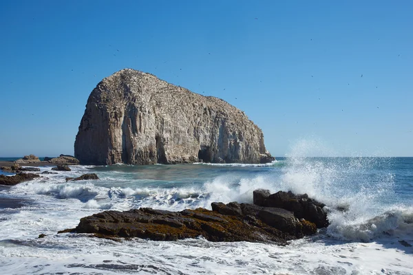 Colonias de aves marinas en la costa de Chile — Foto de Stock