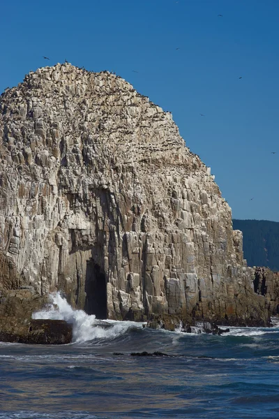 Colonias de aves marinas en la costa de Chile —  Fotos de Stock