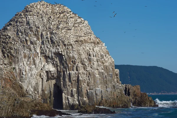 Colonies d'oiseaux marins sur la côte du Chili — Photo