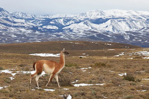 Guanaco in the Torres del Paine — Stock Photo, Image
