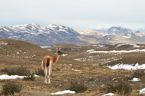 Guanaco in den torres del paine — Stockfoto