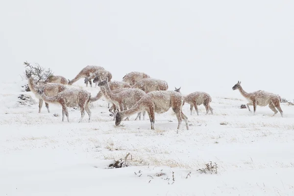 牠在雪中 — 图库照片