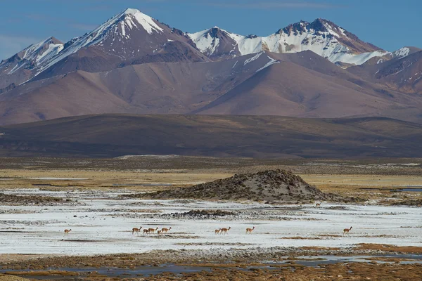 Vicuna on the Altiplano — Stock Photo, Image