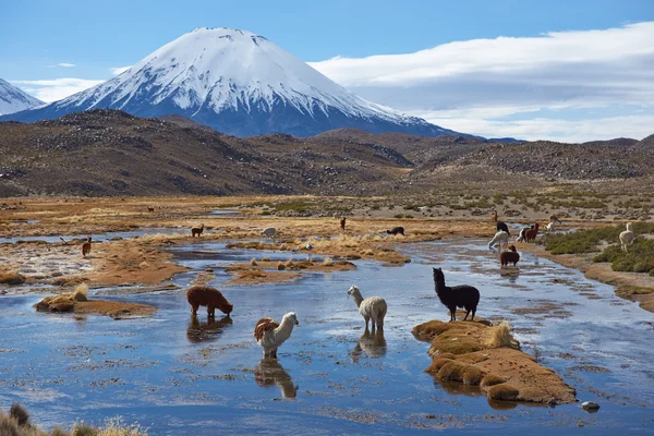 Alpaki wypas — Zdjęcie stockowe