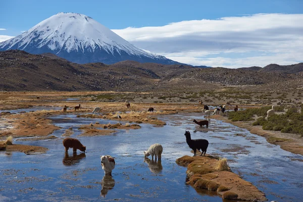 Alpaca Grazing — Stock Photo, Image