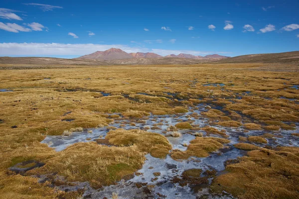 Feuchtgebiet auf dem Altiplano — Stockfoto