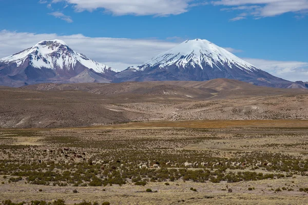 Volcanos no Altiplano — Fotografia de Stock