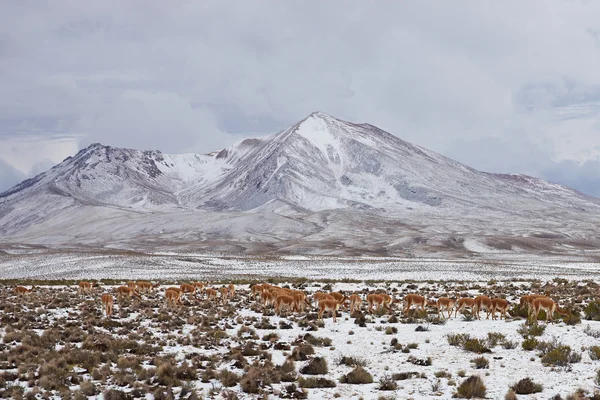 Mandria di Vicuna — Foto Stock