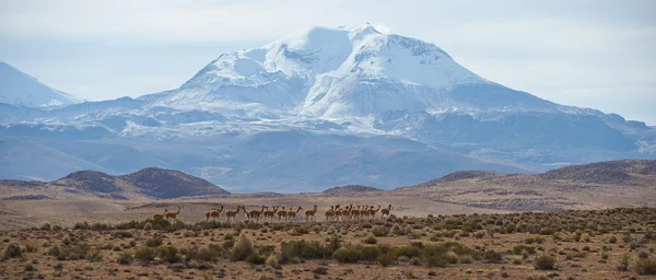Group of Vicuna on the Altiplano — Stock Photo, Image