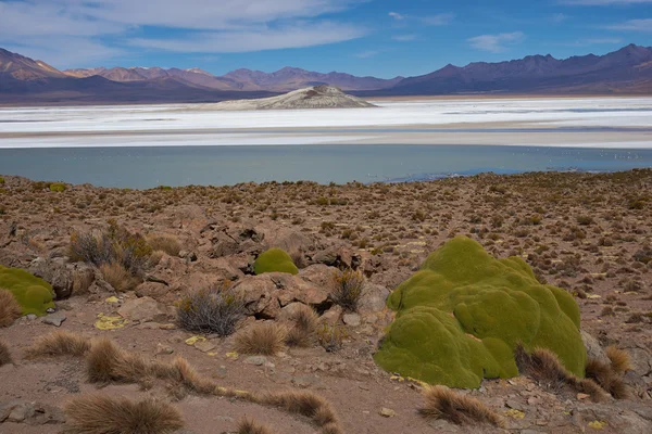 Lago Salado en el Altiplano — Foto de Stock