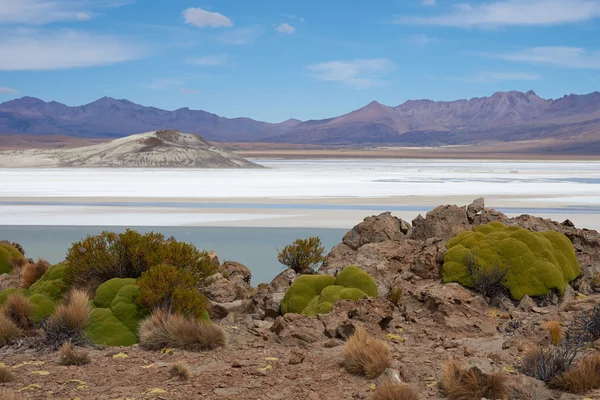 Salar de surire — Stockfoto