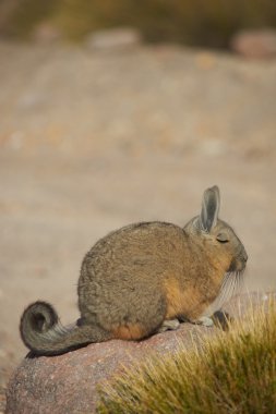 Mountain Viscacha clipart