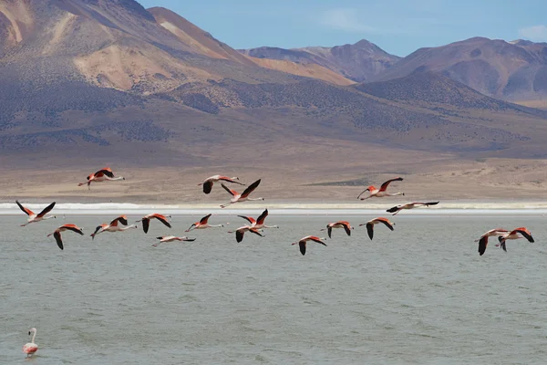 Chilean Flamingos in Flight — Stock Photo, Image
