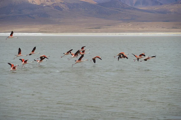 Chilean Flamingos in Flight — Stock Photo, Image