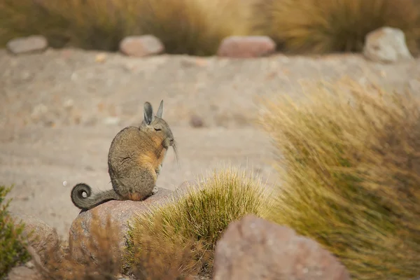 Berg Viscacha — Stockfoto