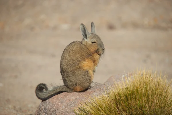 Dağ Viscacha — Stok fotoğraf