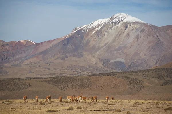 Vicuna ใน Altiplano — ภาพถ่ายสต็อก