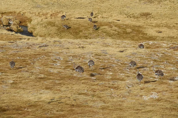 Group of Rhea on the Altiplano — Stockfoto