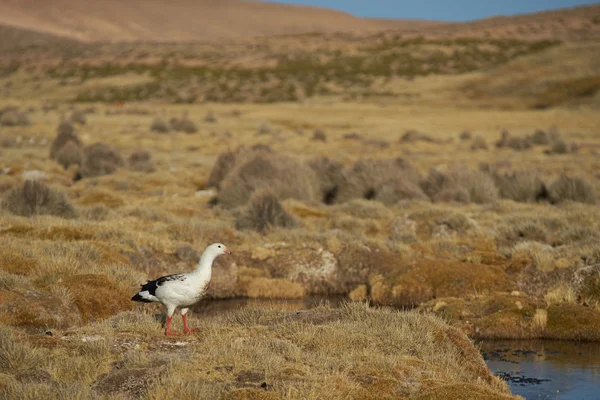 Andean Goose on the Altiplano — Stock Photo, Image