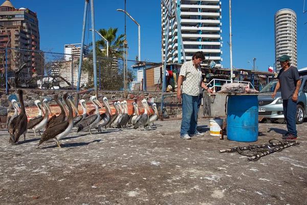 Pelicans on the Dockside — Stock Photo, Image