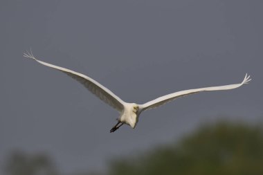 Büyük Beyaz Akbalıkçıl (Ardea alba) Somerset Düzey, İngiltere 'de sazlıklar üzerinde uçar.