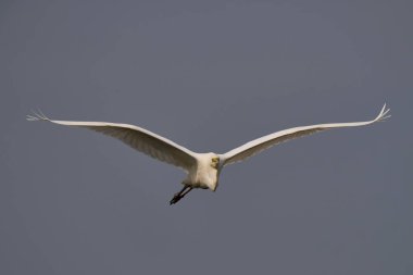 Büyük Beyaz Akbalıkçıl (Ardea alba) Somerset Düzey, İngiltere 'de sazlıklar üzerinde uçar.