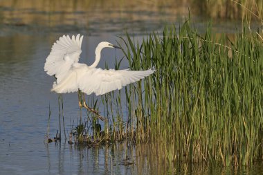 Büyük Beyaz Akbalıkçıl (Ardea alba) İngiltere 'nin Somerset Düzey bataklığına iniyor..