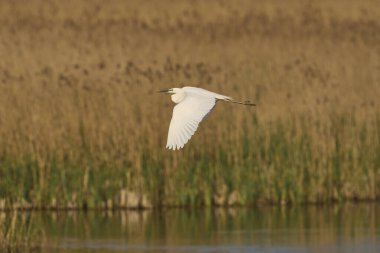 Büyük Beyaz Akbalıkçıl (Ardea alba) Somerset Düzey, İngiltere 'de sazlıklar üzerinde uçar.