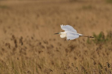 Büyük Beyaz Akbalıkçıl (Ardea alba) Somerset Düzey, İngiltere 'de sazlıklar üzerinde uçar.
