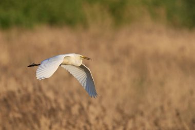 Büyük Beyaz Akbalıkçıl (Ardea alba) Somerset Düzey, İngiltere 'de sazlıklar üzerinde uçar.
