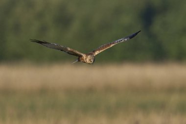 Marsh Harrier (Circus aeruginosus), Birleşik Krallık 'taki Somerset Düzey' de bir sazlığın üzerinde avlanmaktadır.