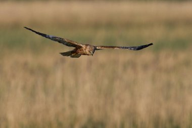 Marsh Harrier (Circus aeruginosus), Birleşik Krallık 'taki Somerset Düzey' de bir sazlığın üzerinde avlanmaktadır.