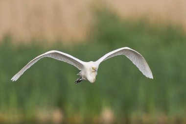 Büyük Beyaz Akbalıkçıl (Ardea alba) Somerset Düzey, İngiltere 'de sazlıklar üzerinde uçar.