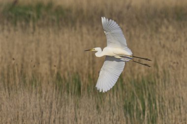 Büyük Beyaz Akbalıkçıl (Ardea alba) Somerset Düzey, İngiltere 'de sazlıklar üzerinde uçar.