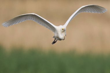 Büyük Beyaz Akbalıkçıl (Ardea alba) Somerset Düzey, İngiltere 'de sazlıklar üzerinde uçar.