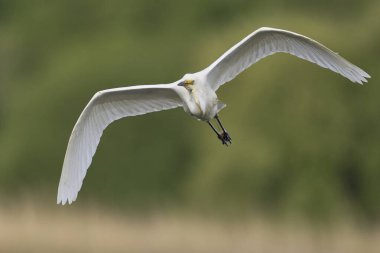 Büyük Beyaz Akbalıkçıl (Ardea alba) Somerset Düzey, İngiltere 'de sazlıklar üzerinde uçar.