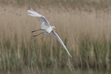 Büyük Beyaz Akbalıkçıl (Ardea alba) Somerset Düzey, İngiltere 'de sazlıklar üzerinde uçar.