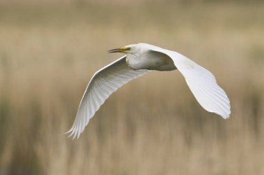 Büyük Beyaz Akbalıkçıl (Ardea alba) Somerset Düzey, İngiltere 'de sazlıklar üzerinde uçar.