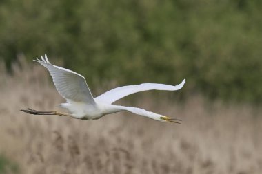 Büyük Beyaz Akbalıkçıl (Ardea alba) Somerset Düzey, İngiltere 'de sazlıklar üzerinde uçar.