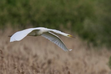 Büyük Beyaz Akbalıkçıl (Ardea alba) Somerset Düzey, İngiltere 'de sazlıklar üzerinde uçar.
