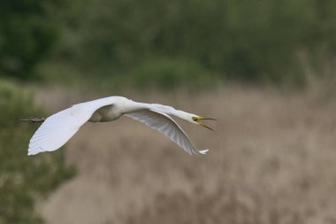 Büyük Beyaz Akbalıkçıl (Ardea alba) Somerset Düzey, İngiltere 'de sazlıklar üzerinde uçar.